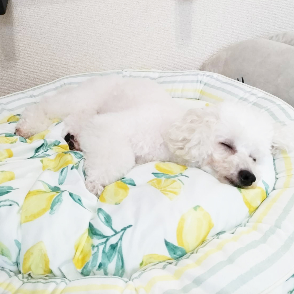 卒業犬ミラちゃんの近況♪